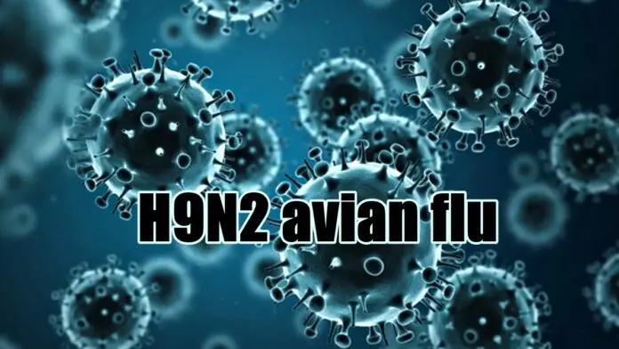 H9N2 avian flu H9N2 avian flu