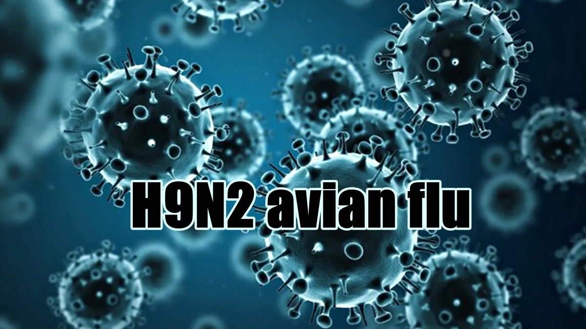 India on alert as China faces respiratory illness outbreak and H9N2 avian flu case