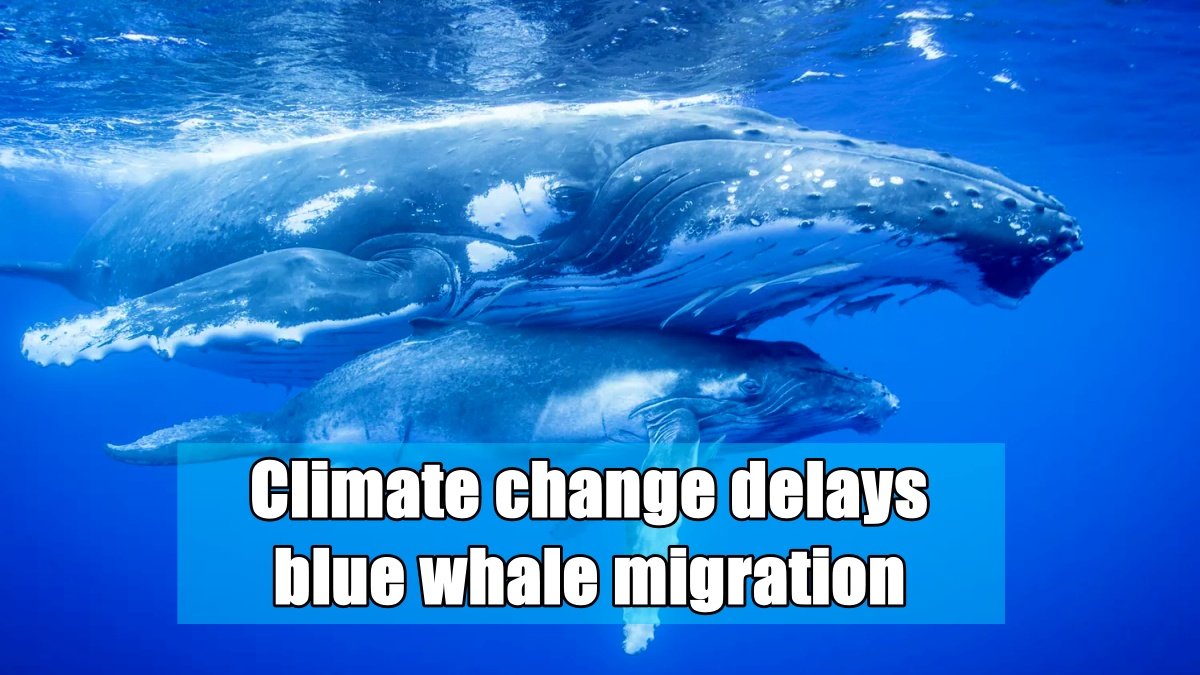 Climate change delays blue whale migration, Australian expert warns