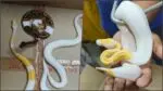 Mumbai DRI arrests snake smuggler