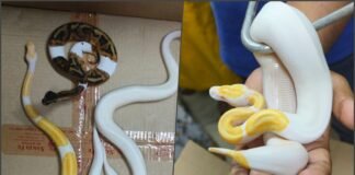 Mumbai DRI arrests snake smuggler