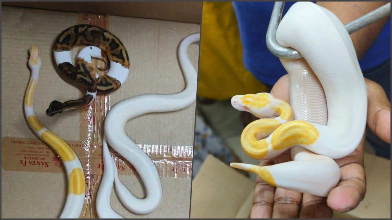 Mumbai DRI arrests snake smuggler from Bangkok, seizes 11 endangered reptiles