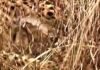six new cheetah cubs