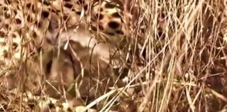 six new cheetah cubs