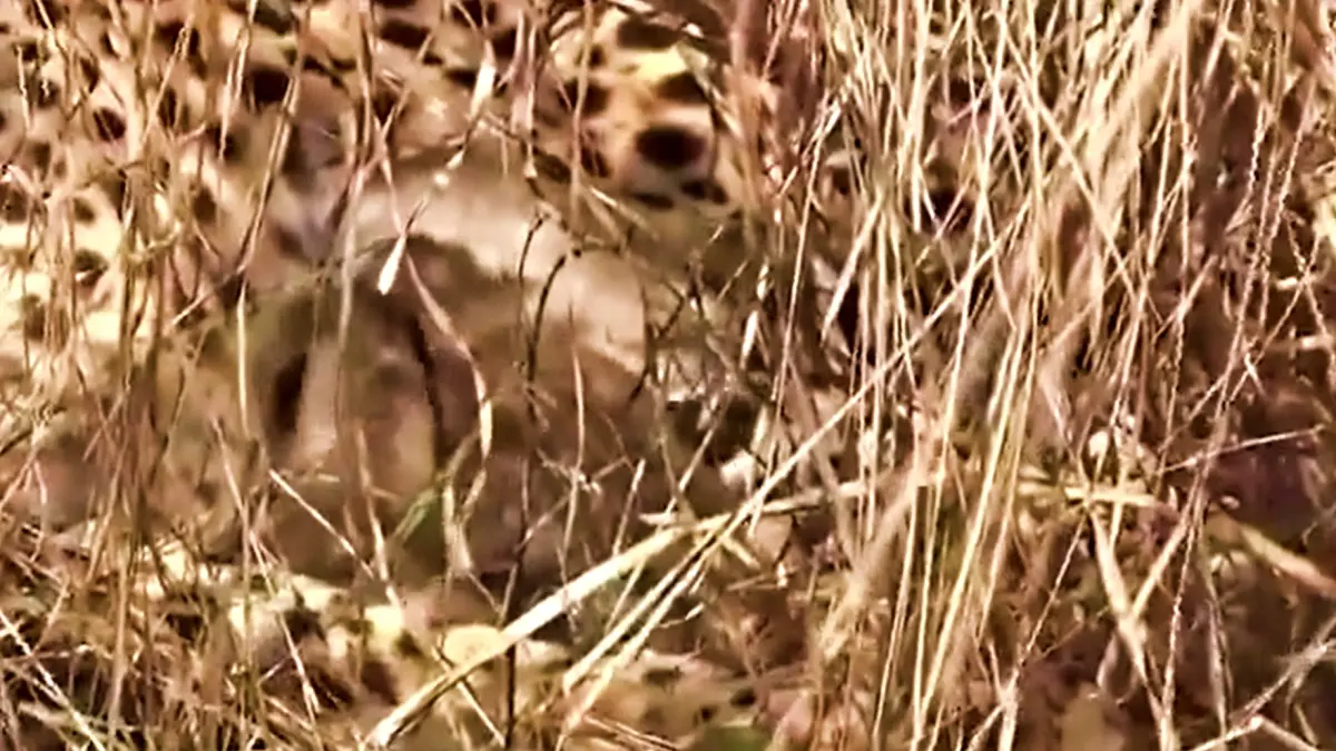 Kuno National Park welcomes six new cheetah cubs in a month