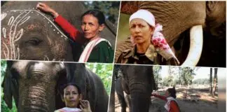 Parbati Barua: The Queen of Elephants and India’s First Female Mahout Parbati Barua