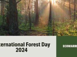 International Forest Day 2024