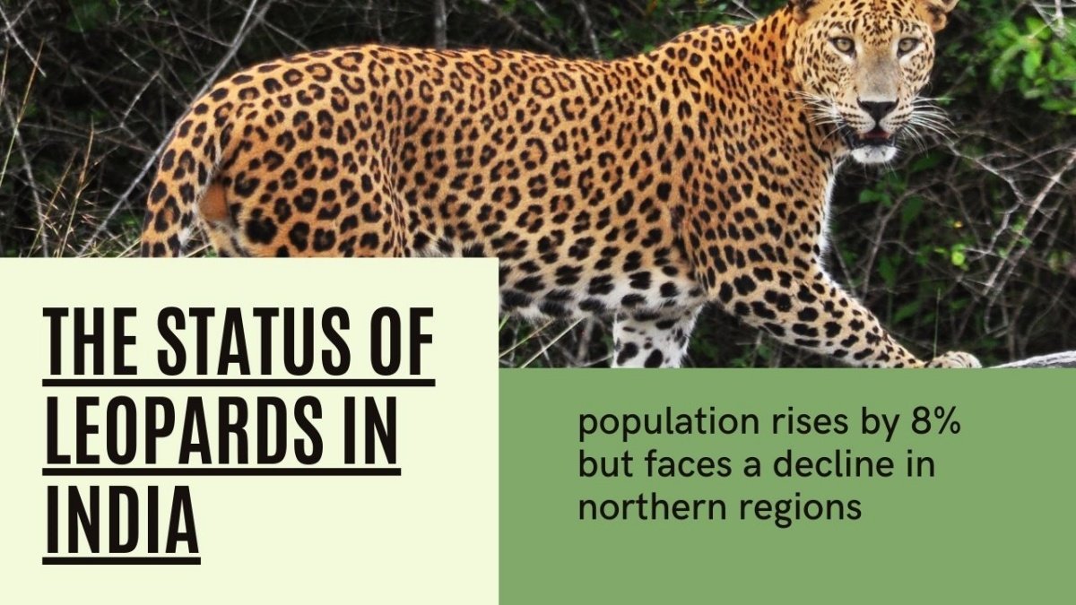 Leopard population in India rises by 8% but faces a decline in northern regions