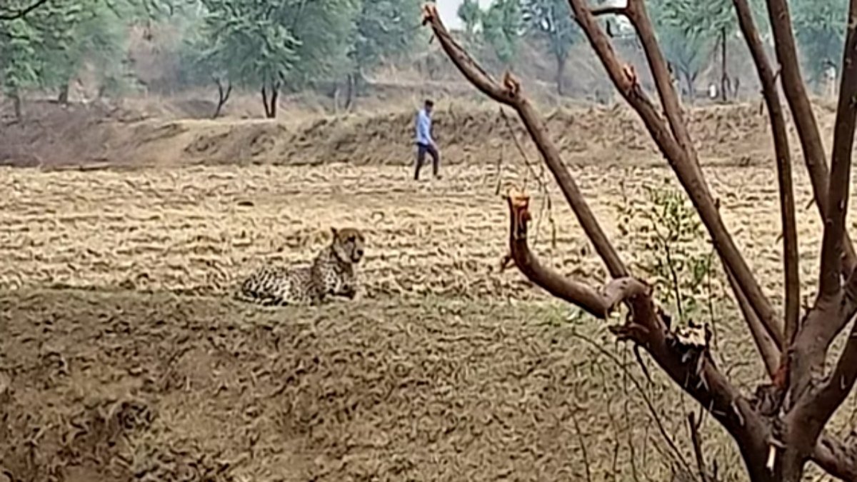 Escaped African Cheetah Causes Stir in Karauli, Efforts Underway for Safe Return to Kuno National Park