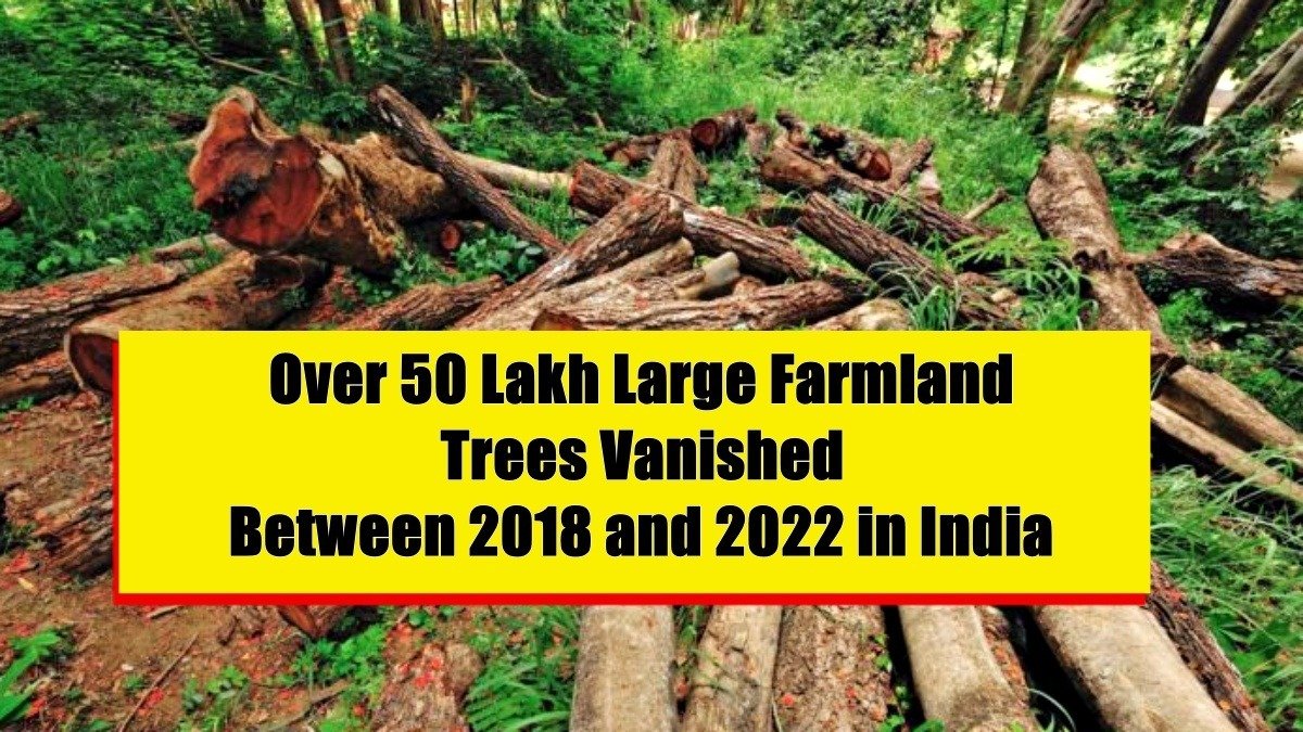 Over 50 Lakh Large Farmland Trees Vanished Between 2018 and 2022 in India