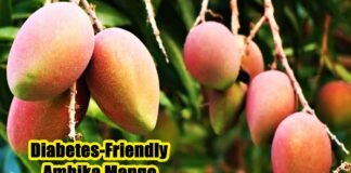 Diabetes-Friendly Ambika Mango