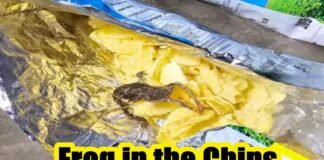 Frog in the Chips