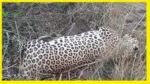 Mystery Surrounds Leopard’s Death in Wardha District: Clues Point to Carnivorous Rivalry tendua in Wardha