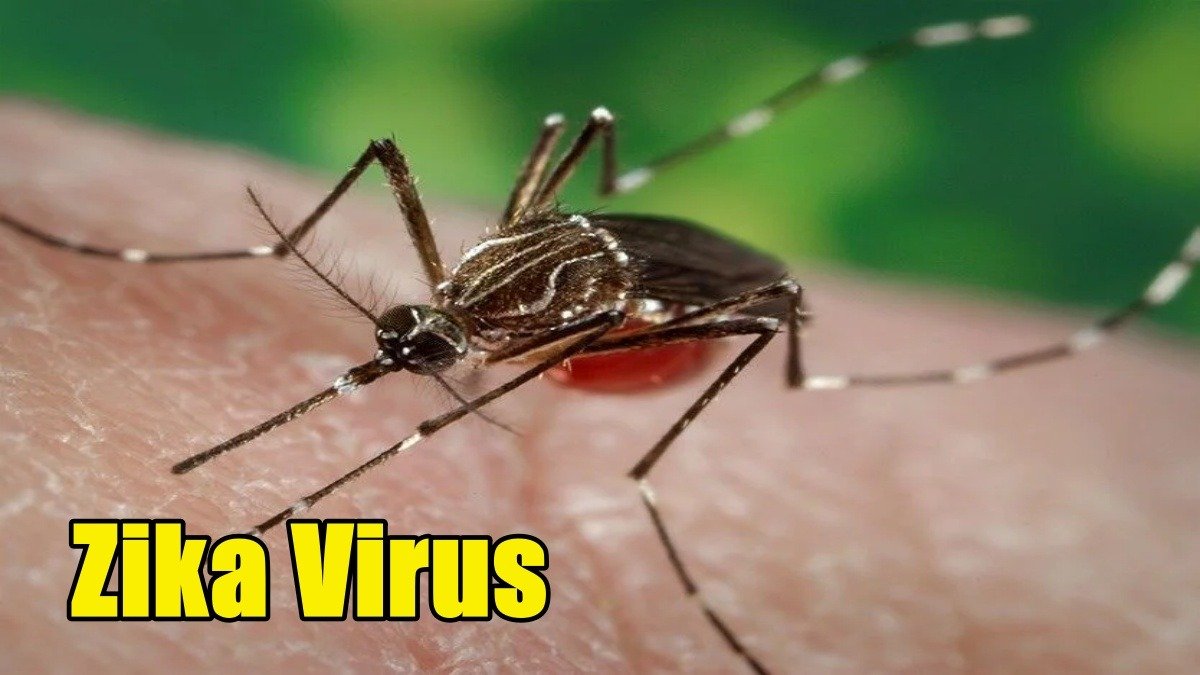 Pune Faces Rising Zika Virus Threat: 19 Cases Reported, Senior Citizens and Pregnant Women Affected