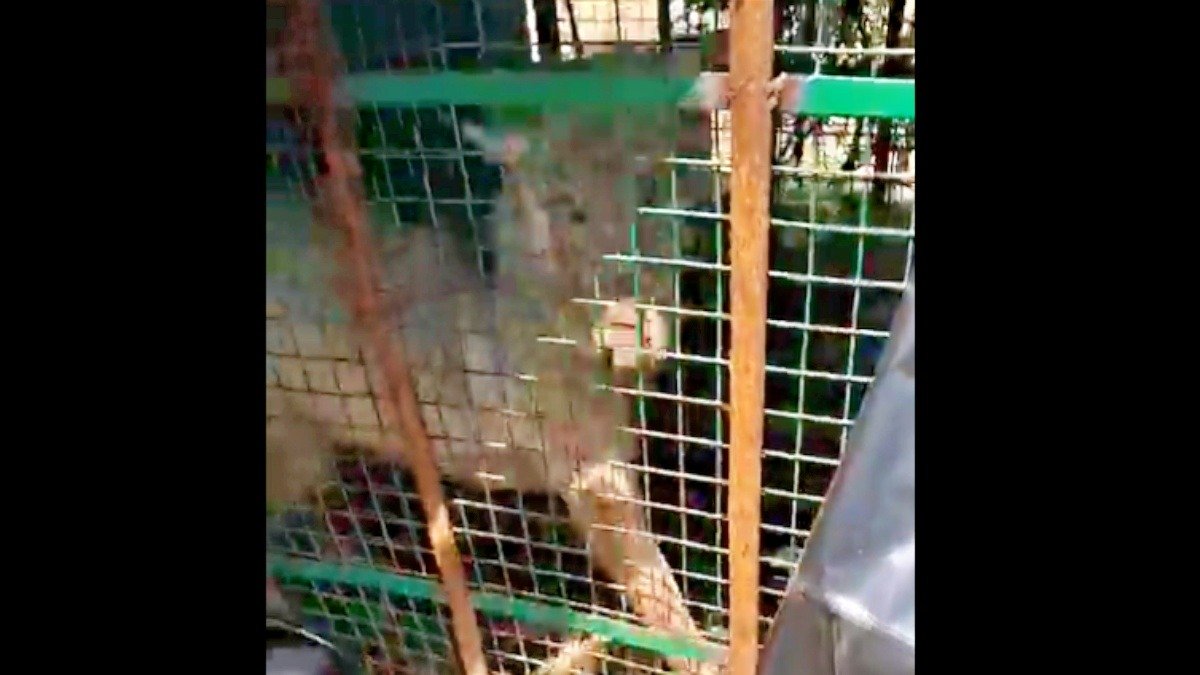 “Operation Bhediya”: Forest Department Captures Wolf Responsible for 8 Deaths in Bahraich, Uttar Pradesh