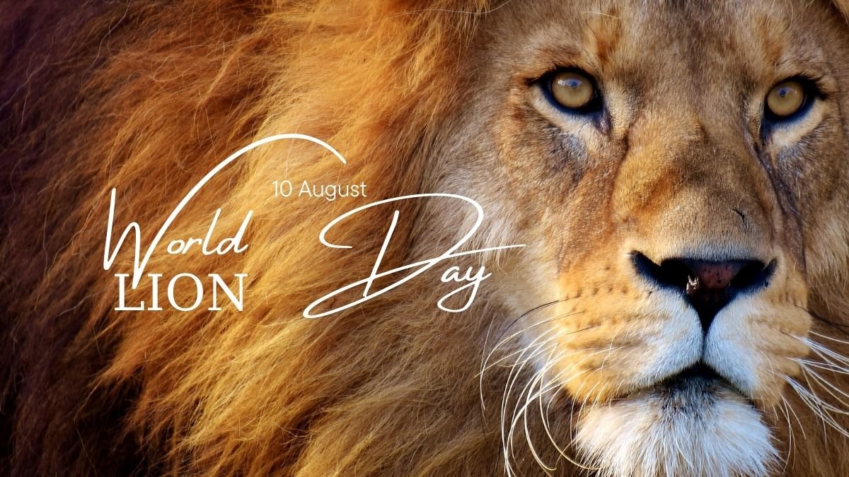 World Lion Day 2024: A Roar for Conservation – Why the King of the Jungle Needs Our Help