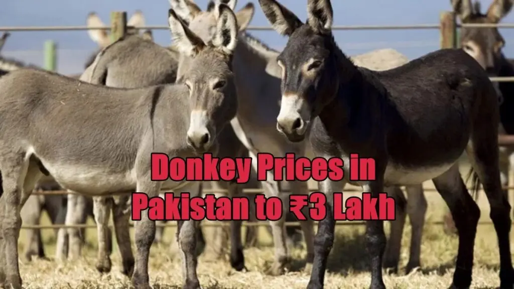 Donkey | PalPal News Hub | Latest National, Technology, and Astrology News Donkey