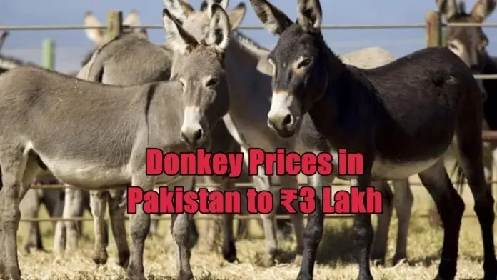 Donkey Donkey