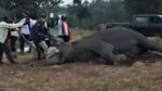 Bandhavgarh-Seven Elephants Dead