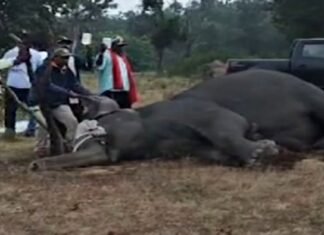 Bandhavgarh-Seven Elephants Dead