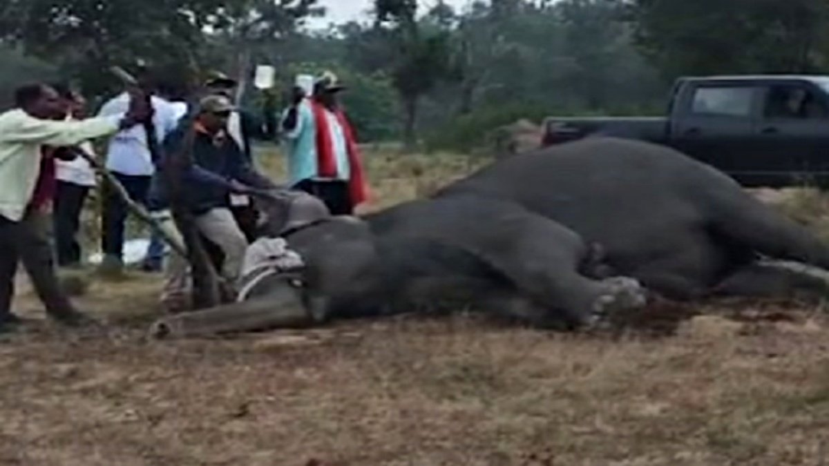 Tragedy in Bandhavgarh: Seven Elephants Dead, Congress Calls for Urgent Investigation to Prevent Future Wildlife Disasters