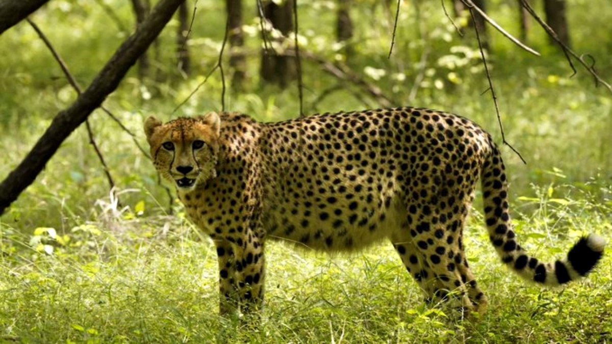 Kuno National Park: Pregnant Cheetah Expected to Give Birth, Milestone in India’s Cheetah Reintroduction Project
