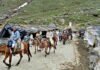 24-Hour Ban on Horses and Mules