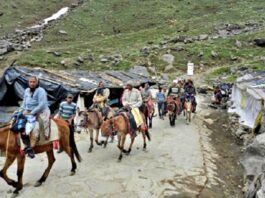 24-Hour Ban on Horses and Mules
