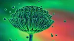 Climate Change Fuels Deadly Aspergillus Fungal Threat Amid New Covid-19 Wave Aspergillus