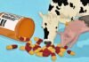Animal Antibiotic