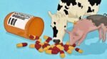 Animal Antibiotic