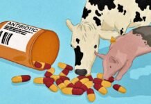 Animal Antibiotic