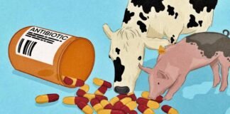 Animal Antibiotic