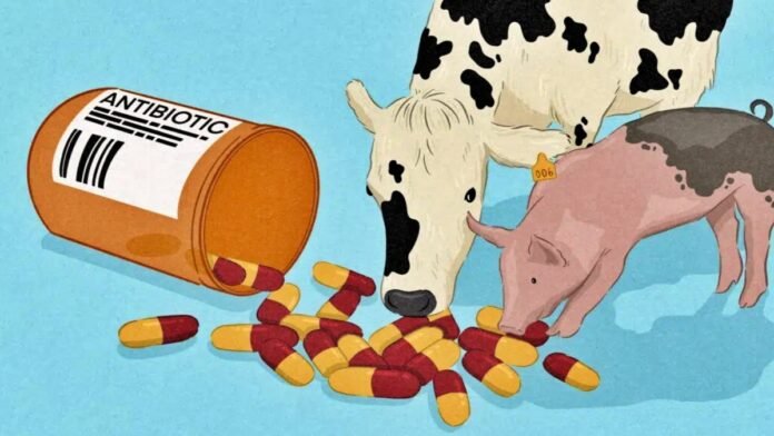 Animal Antibiotic