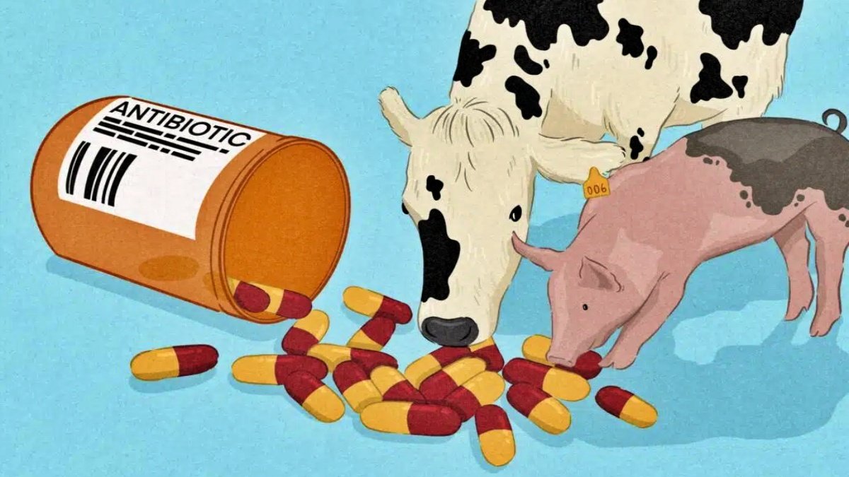 New Rules to Curb Unregulated Animal Antibiotic Sales in India