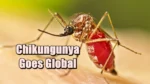 Chikungunya Goes Global