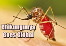 Chikungunya Goes Global
