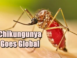 Chikungunya Goes Global