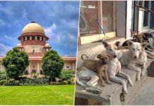 Supreme court-Stray Dogs