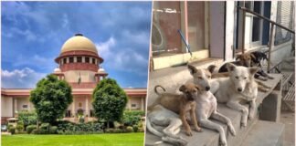 Supreme court-Stray Dogs