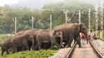 Assam Rajdhani Express Hits Elephant