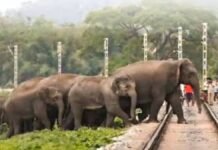 Assam Rajdhani Express Hits Elephant Herd, 8 Tuskers Killed Assam Rajdhani Express Hits Elephant