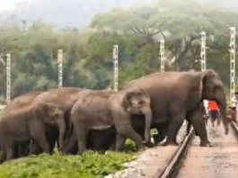 Assam Rajdhani Express Hits Elephant