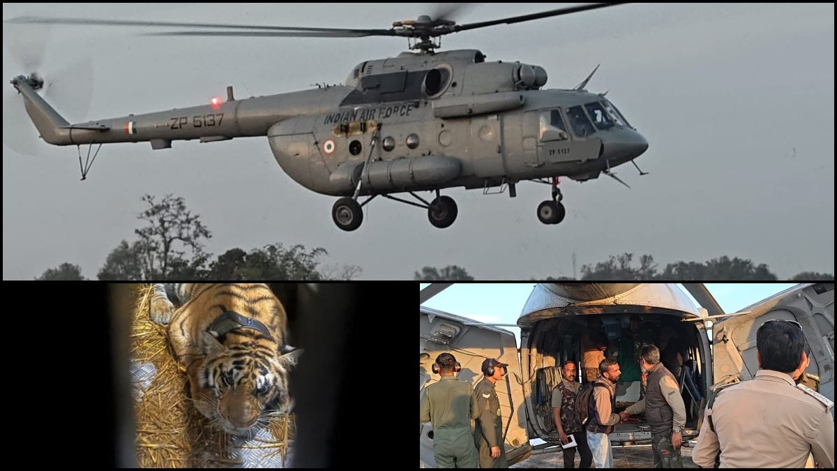 India’s First Aerial Tiger Translocation: Pench Tigress Flies 800km to Rajasthan