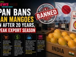 Japan Bans Indian Mangoes