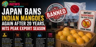 Japan Bans Indian Mangoes Again After 20 Years, Hits Peak Export Season Japan Bans Indian Mangoes