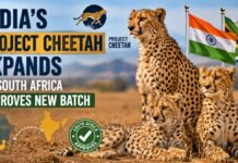 India’s Project Cheetah Expands